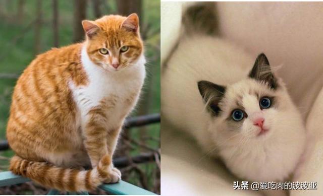 水煮活猫残忍图片:为什么越来越多的人相信猫吃人吃的东西就会死？