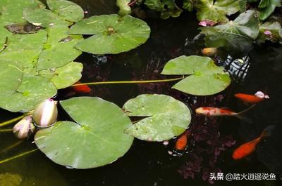 食蚊鱼的寄生虫:食蚊鱼做活饵寄生虫多吗 鱼池里有细小的虫子要怎么处理？