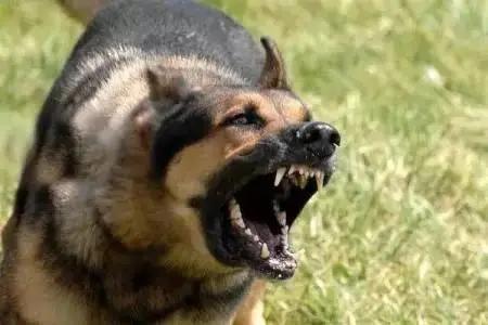 藏獒咬死主人:走路上被恶狗袭击，打狗头可以自救吗它的弱点在哪里