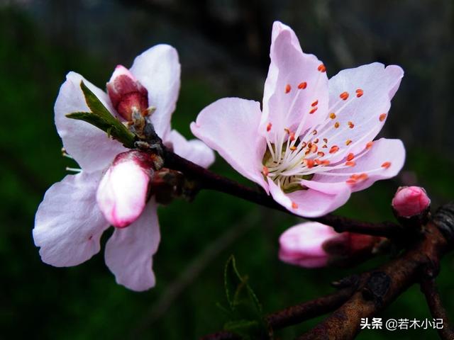春天来了,关于桃花的诗词有哪些,桃之夭夭,灼灼其华？