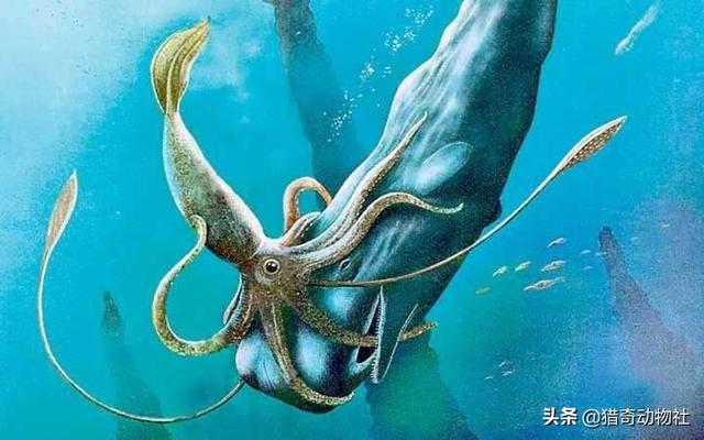 鲨鱼吃抹香鲸的图片:抹香鲸和鲨鱼打斗的图片 抹香鲸为什么喜欢对付大王乌贼？