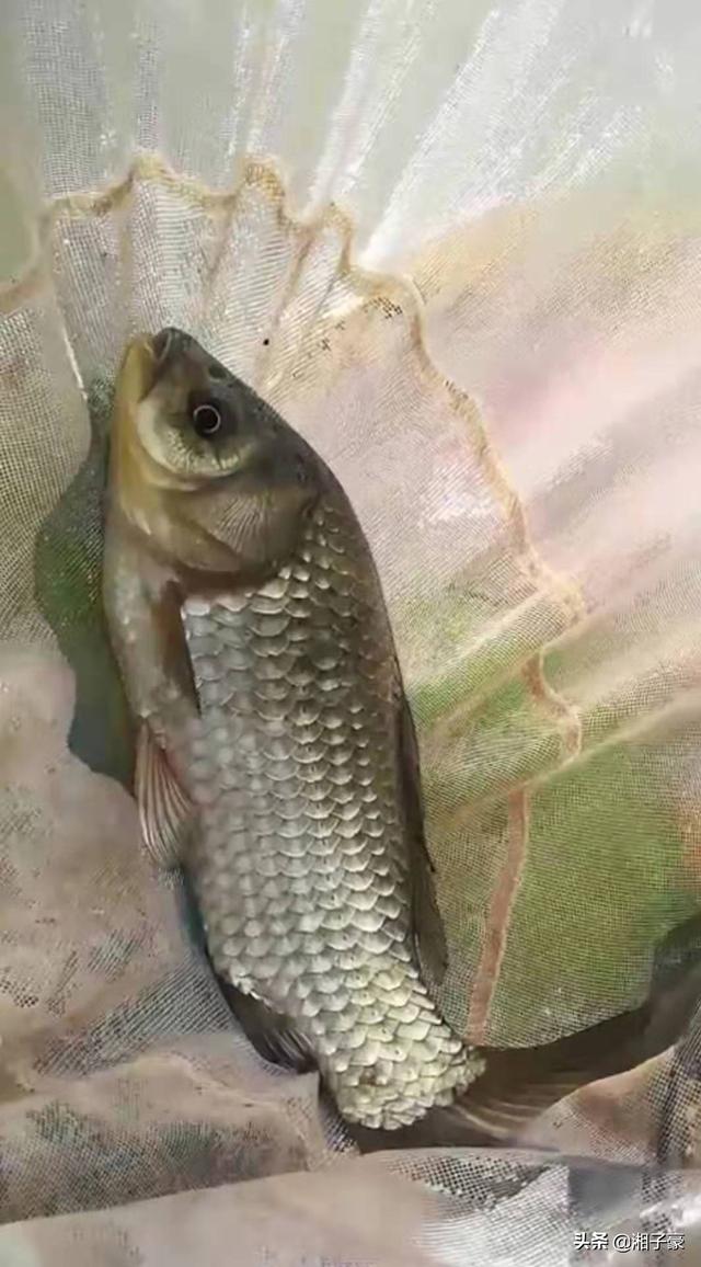 头条问答 - 广东的11月份怎么去钓鲫鱼合适?(5个回答)