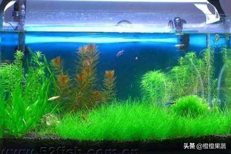 头条问答 养海藻用怎么正确使用水泵 橙橙果蔬的回答 0赞