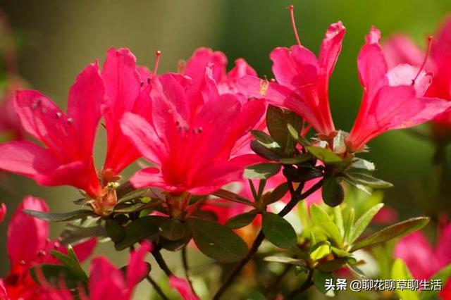 杜鹃简历:杜鹃花多久开一次花？花期会受外界因素影响吗？