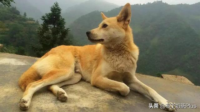 中国田园守望犬:纯种中华田园狗这么少，为什么不保护它们？