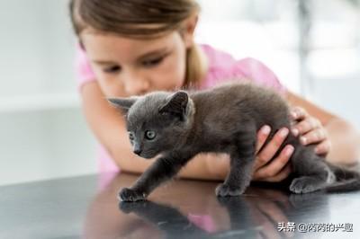 接小猫回家要隔离多久:接小猫回家要跟大猫隔离多久 如何科学地照顾刚到新家的猫？