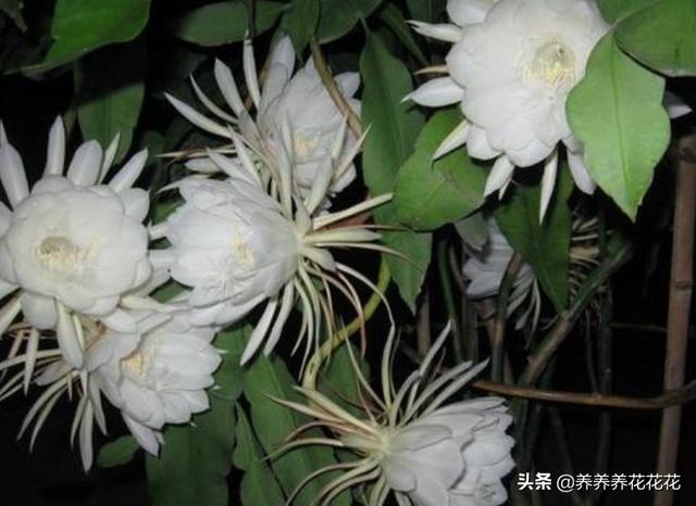 假昙花为什么不开花:我养的昙花为什么不开花？怎么养好？