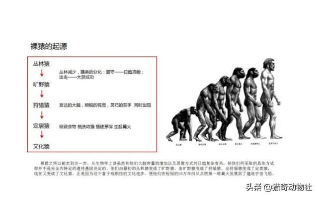 沈丘宠物服装店在哪:为什么地球上的生物只有人类需要穿衣服来保暖？ 沈丘宠物医院在哪里