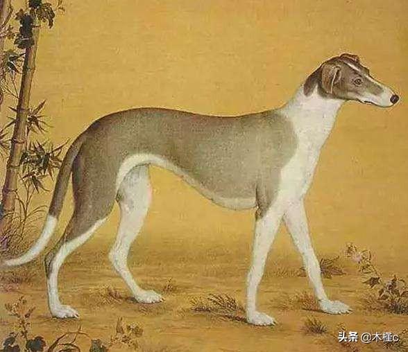 现实中的啸天神犬战斗力最强的狗:二郎神和天蓬谁厉害？你怎么看？