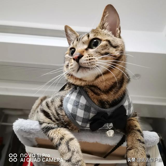 买猫别墅好还是猫爬架:现在养只小猫花销真的很大吗？