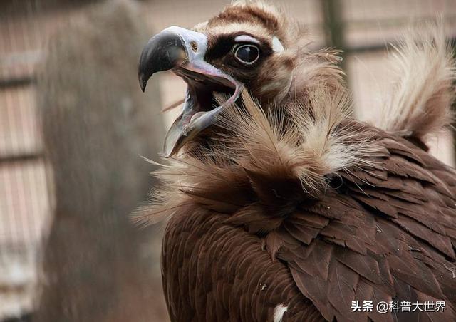 棕榈鹫:秃鹫是一种体型巨大的鸟，它张开翅膀时，可达多少米？
