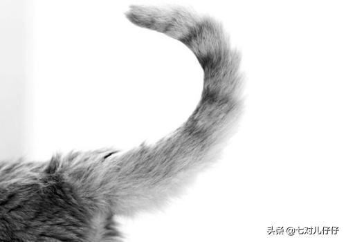 怎么确定猫认主人了?:我对猫咪可用心了，它有哪些表现才能证明把我当主人了呀？