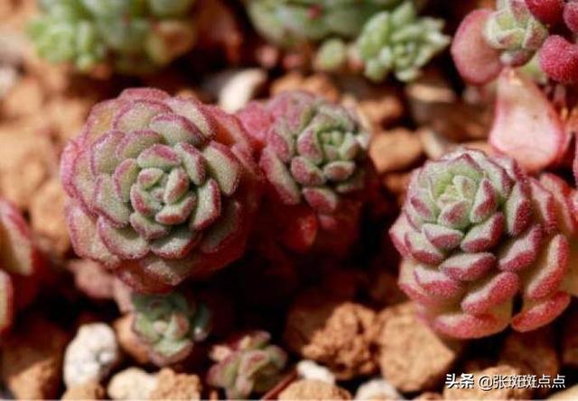 肉锥花属:有关多肉植物的生长习性？