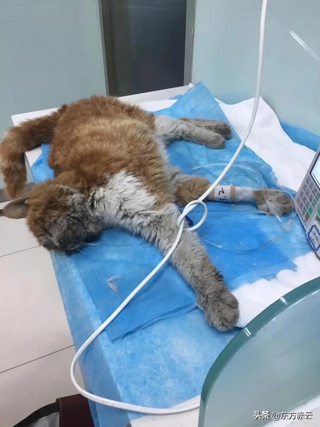 流浪猫在腿上蹭来蹭去是什么意思:怎么与流浪猫相处，情况有点特殊？