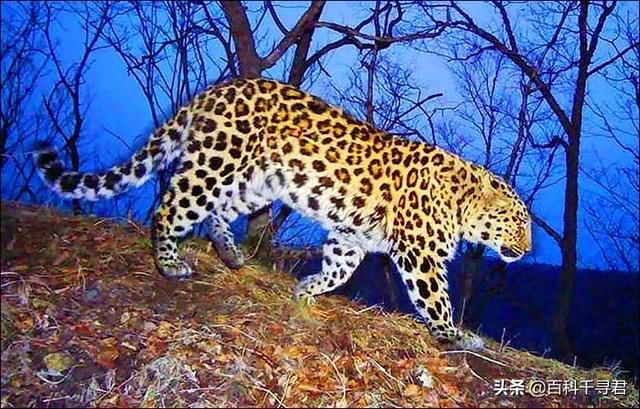 南宁野生豹猫:野生豹猫可以家养吗 广东的华南豹是如何消失的？