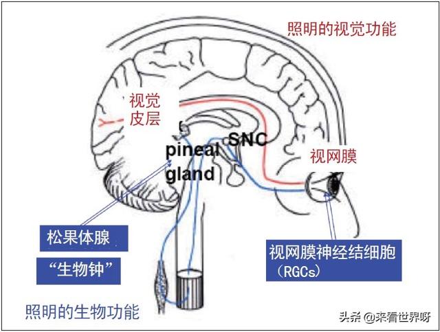 西伯利亚鼯鼠其实并不会飞:西伯利亚鼯鼠是中国的保护动物吗 蝙蝠看不见东西吗？那为什么还要长眼睛呢？