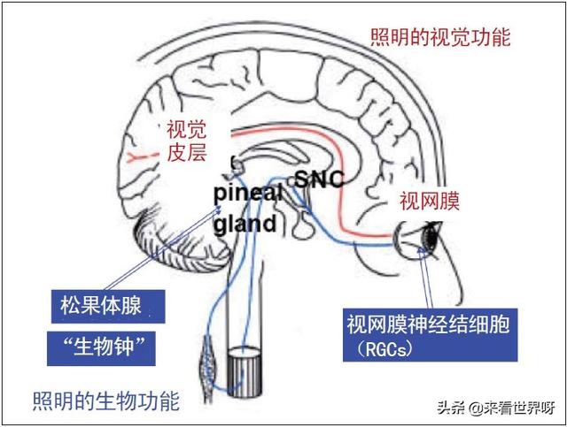 大耳狐的耳朵有什么用:刘备为什么被称为大耳朵？