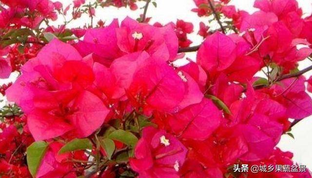 阳台养什么花耐养，广州哪些植物适合盆栽阳台种植,特点好养耐高温