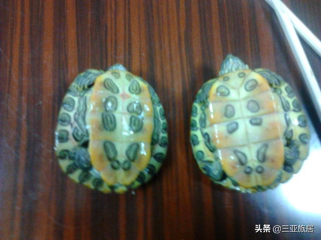 未成年乌龟怎么分公母:怎么分辨乌龟是公的还是母的？