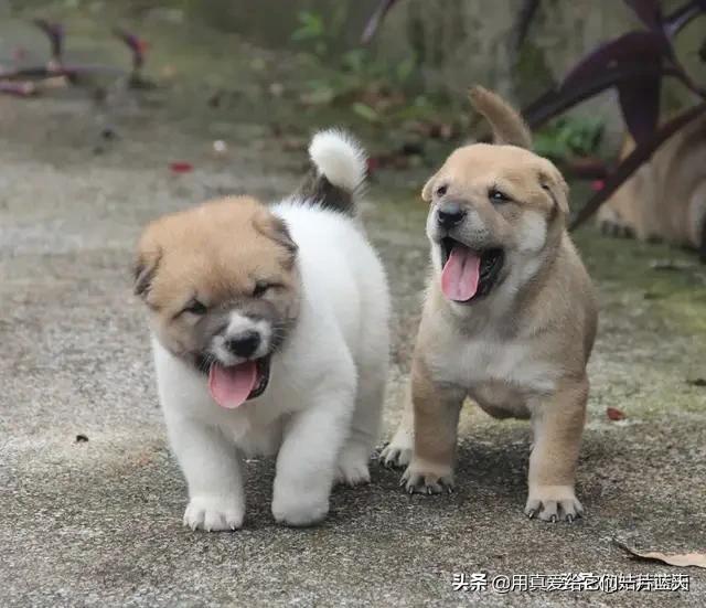 关爱石佛寺流浪狗狗:你觉得养土狗和养宠物犬有区别吗？有什么区别呢？