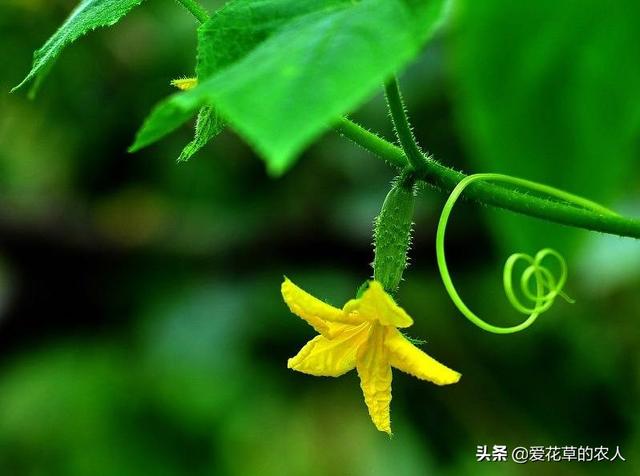 绝育黄瓜会开花吗:黄瓜开花多结瓜少或是不结瓜是什么原因？