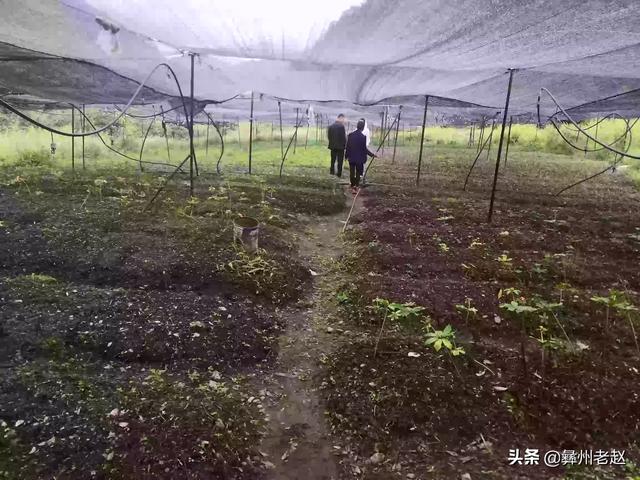 树苗怎么种,果树苗怎么种植成活率高？