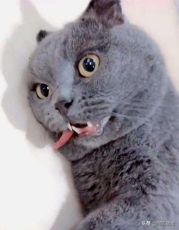 厦门宠物医院公猫绝育:是在猫发情时做绝育，还是发情过后再做绝育呢？