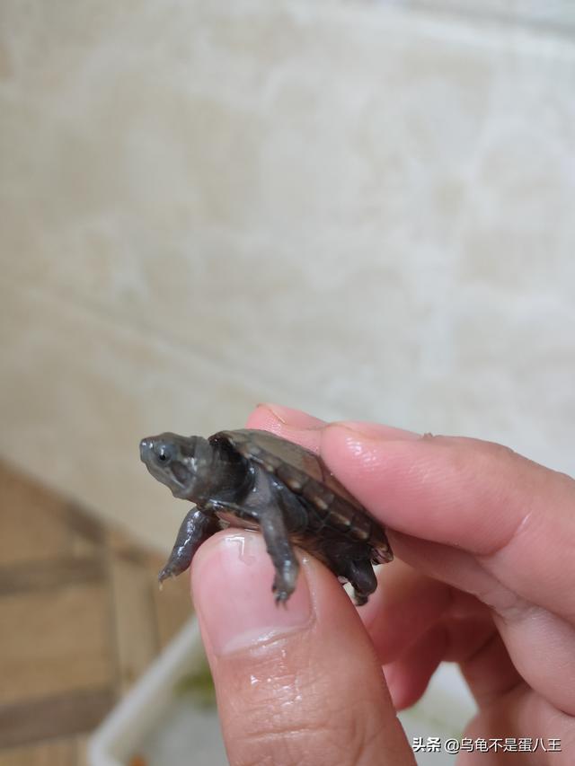 巴西龟可以干养吗?不吃东西怎么办?:刚出壳的巴西龟不吃东西怎么办？