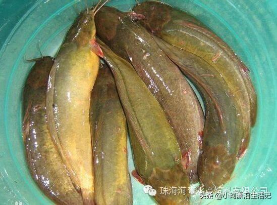 塘鲺吃什么最快长大:帆布地养的塘虱鱼怎样换水？
