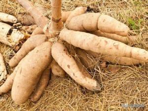 木薯怎么煮才没有毒:木薯不去皮煮好再煮好再剥掉，这样可以吃吗？有毒吗？