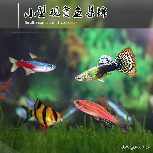 红绿灯鱼繁殖:红绿灯鱼和孔雀鱼能不能一起养？