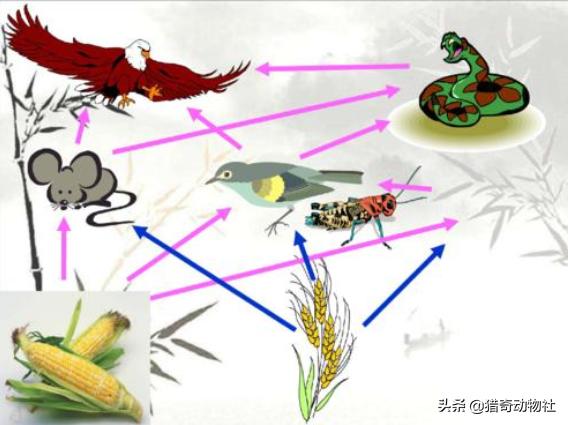 煤山雀是国家保护动物吗:麻雀是国家几级保护动物？