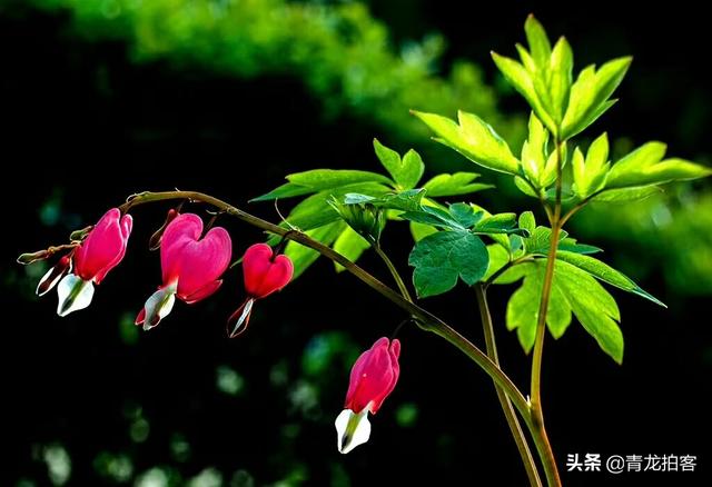 头条问答 柿子树先开花后长叶子怎么办 青龙拍客的回答 0赞