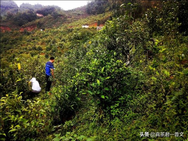 普洱茶的功效与作用普洱茶价格多少?,什么价位的普洱茶才算平民？