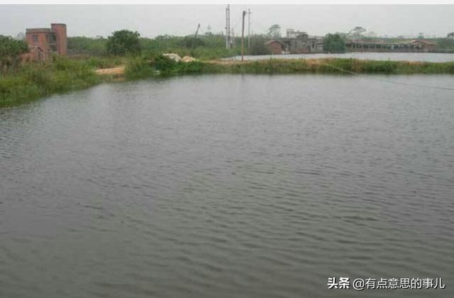 渔游蛇好养吗:新手养蛇都需要准备什么？哪些种类的蛇适合新手饲养？