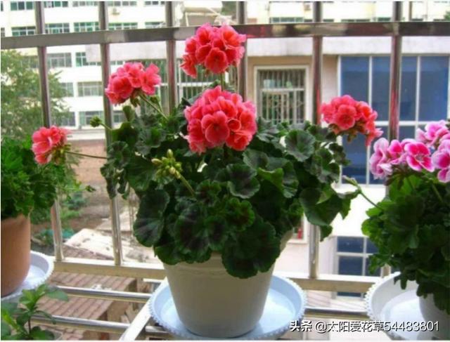 天竺葵图片的养殖技术:刚买来的天竺葵怎样管理？