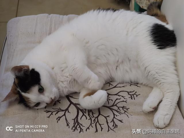可爱小猫咪图片:为什么猫咪会那么粘着主人？