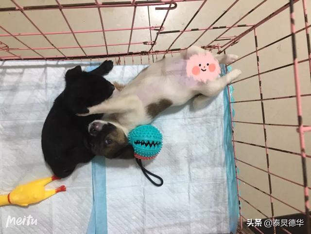 老收养400只流浪狗:养了40流浪狗，感觉现在压力好大，如果是你，你会怎么办？