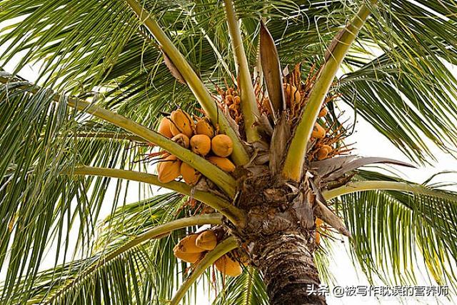 生活中哪些人群应该忌食椰子，椰子有什么营养价值，每天一个可以吗