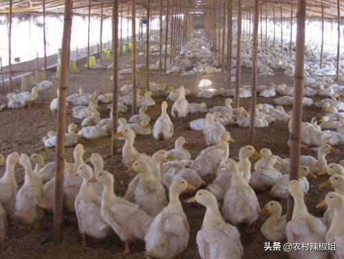 养鸭子技术:科学养鸭技术大全 养鸭需要注意什么？如何养殖鸭子长得快又绿色安全？