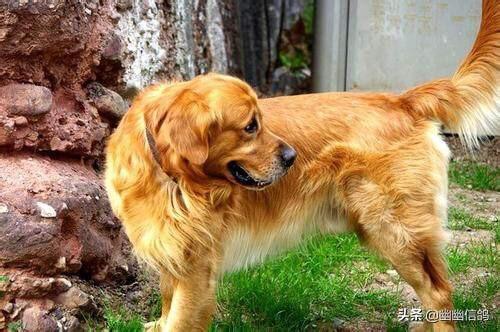 金毛犬怎么训练握手:训练金毛难不难？有什么技巧吗？
