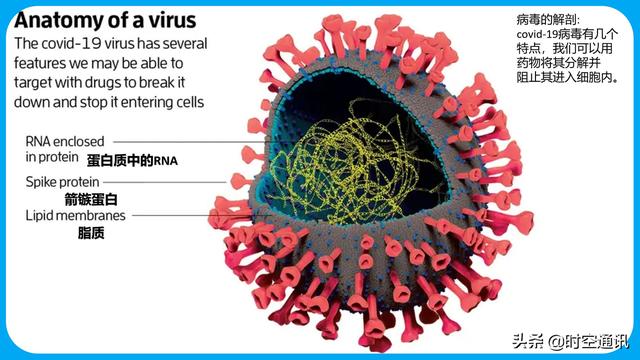 牛病毒种类:hpv病毒种类 人类什么时候才能消灭冠状病毒？