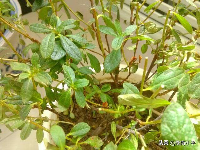 盆栽杜鹃花夏天怎么养:盆栽杜鹃花怎么养家庭养法 我养的杜鹃近五天叶了突然开始有褐斑、干枯等问题，怎么回事？