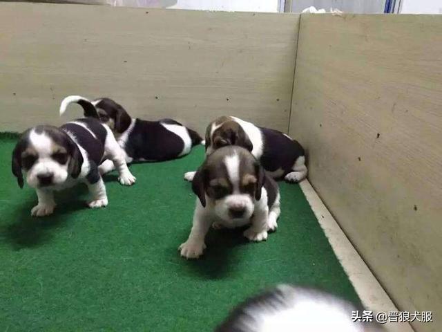 比格犬好养吗:比格犬好不好养？有什么特点吗？