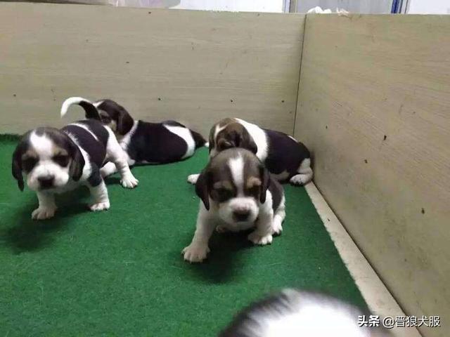 比格犬好养吗有什么优点缺点:比格犬可以养吗？怎么养比较好？ 比格犬怎么养才好养