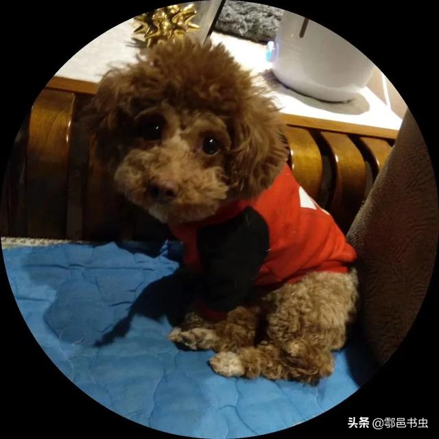 上海宠儿宠物工资什么时候发:在上海，一个月多少工资才可以“活下来”呢？