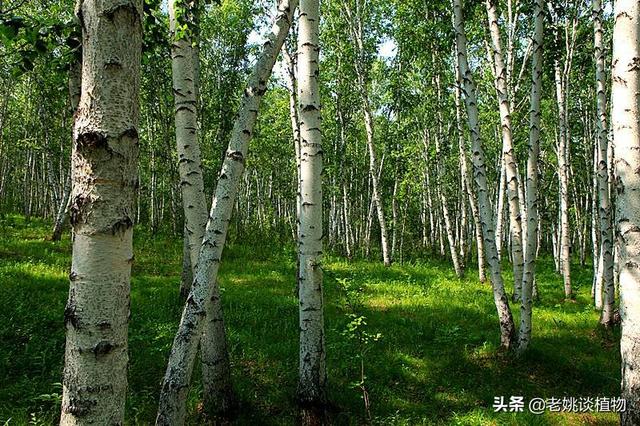 园林树木根据观赏特性怎么分，最好举例说明