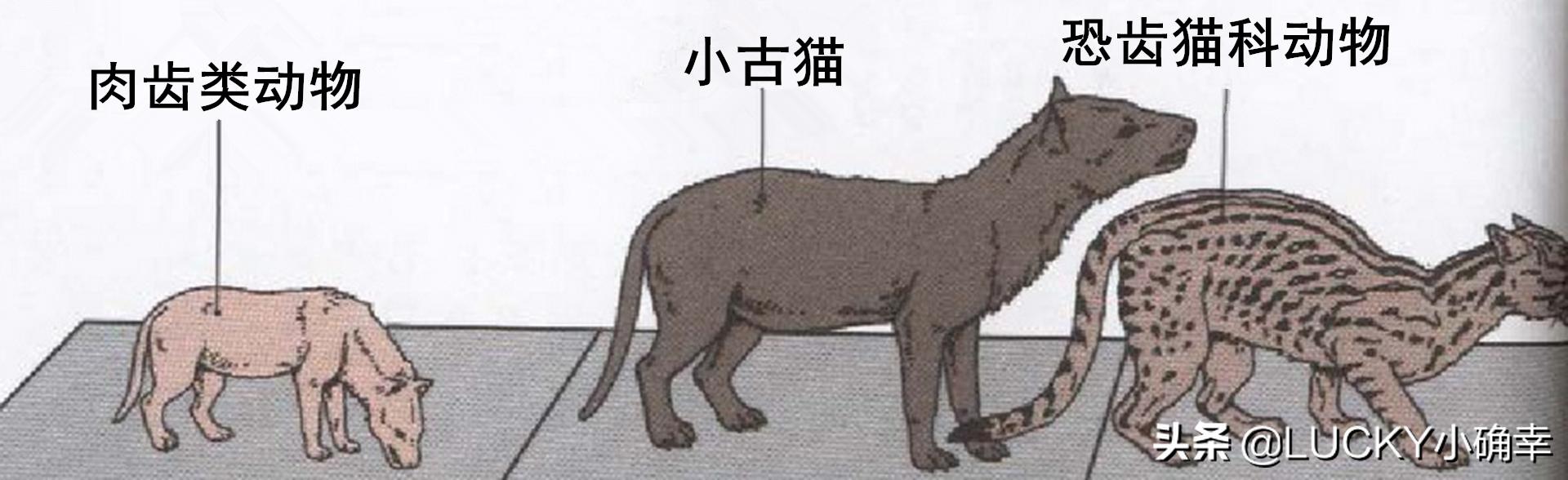 自动洗狗机:猫友们，推荐猫咪自动饮水机吗？