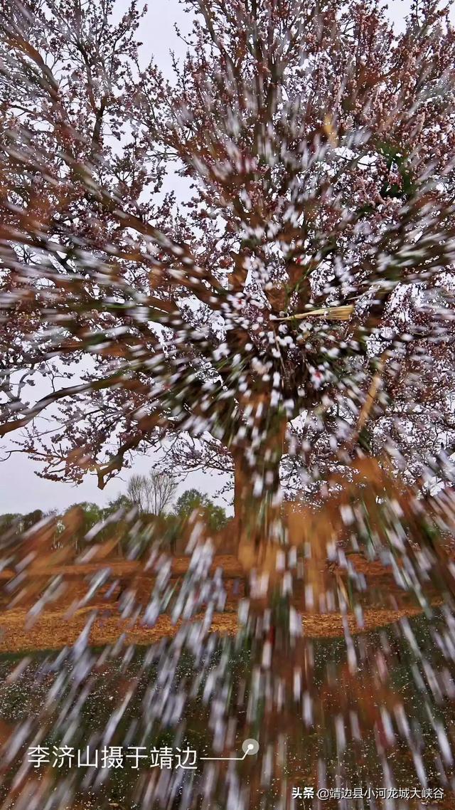 诗词摄影：能否谈谈“自在飞花轻似梦,无边丝雨细如愁。”的拍摄思路？