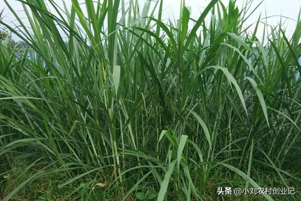 多花黑麦草栽培技术:多花黑麦草种植的技术特点如何 哪些草适合鹅吃，而且能使鹅长的快？